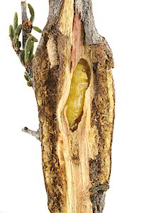Diphucrania aurocyanea, PL4766x, pupa, in Cryptandra setifera (PJL 3493) stem gall, EP